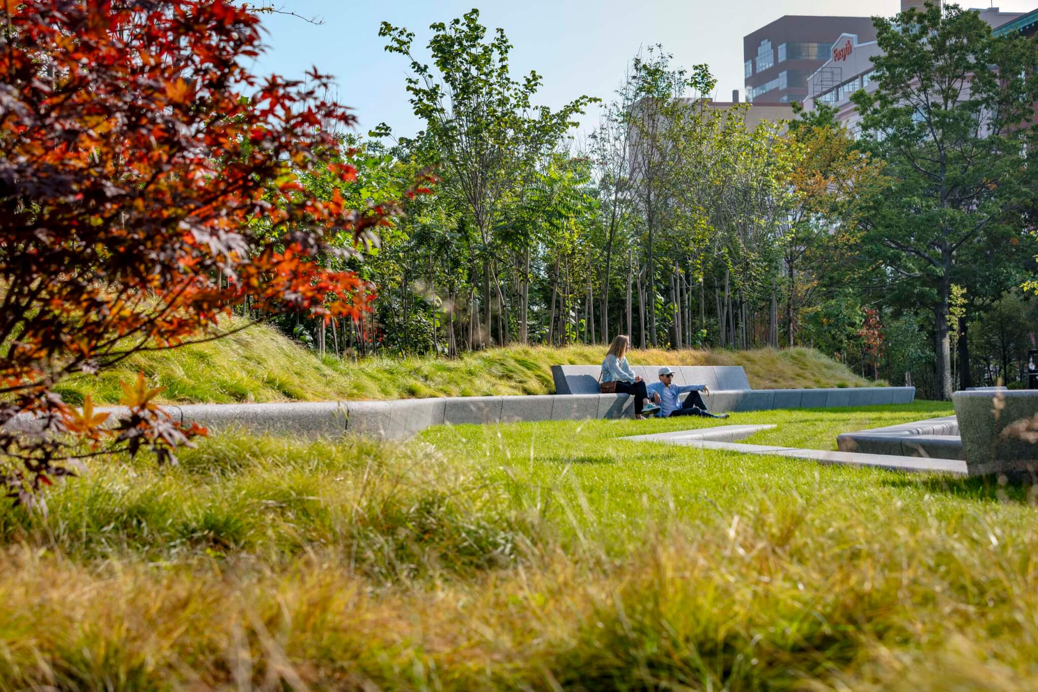 grass and people sitting bench