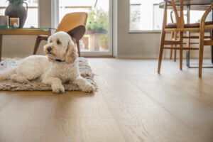 dog laying on wood floor